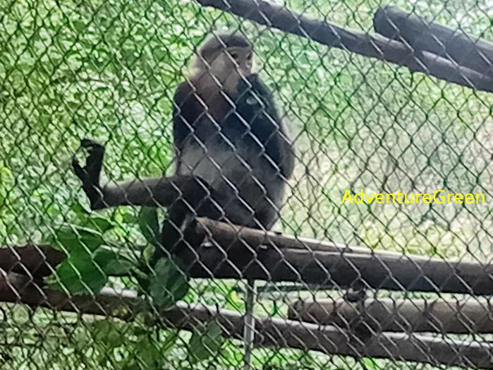 Black-shanked doucs at Cuc Phuong National Park, Ninh Binh Province, Vietnam Black-shanked doucs at Cuc Phuong National Park, Ninh Binh Province, Vietnam